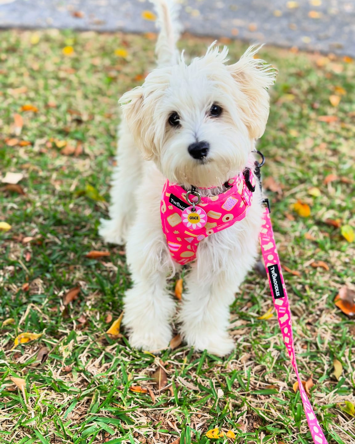 Customer photo review of HARNESS ADJUSTABLE- ARMUTTS BISCUITS