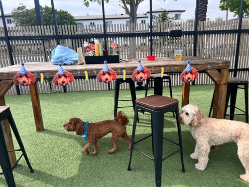 Customer photo review of Personalized Dog Party Pack