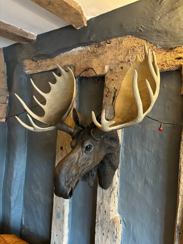 Customer photo review of Mike The Moose