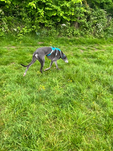 Customer photo review of Sighthound Escape Proof Harness