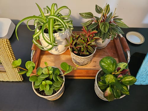 Customer photo review of Peperomia Graveolens | Ruby Glow