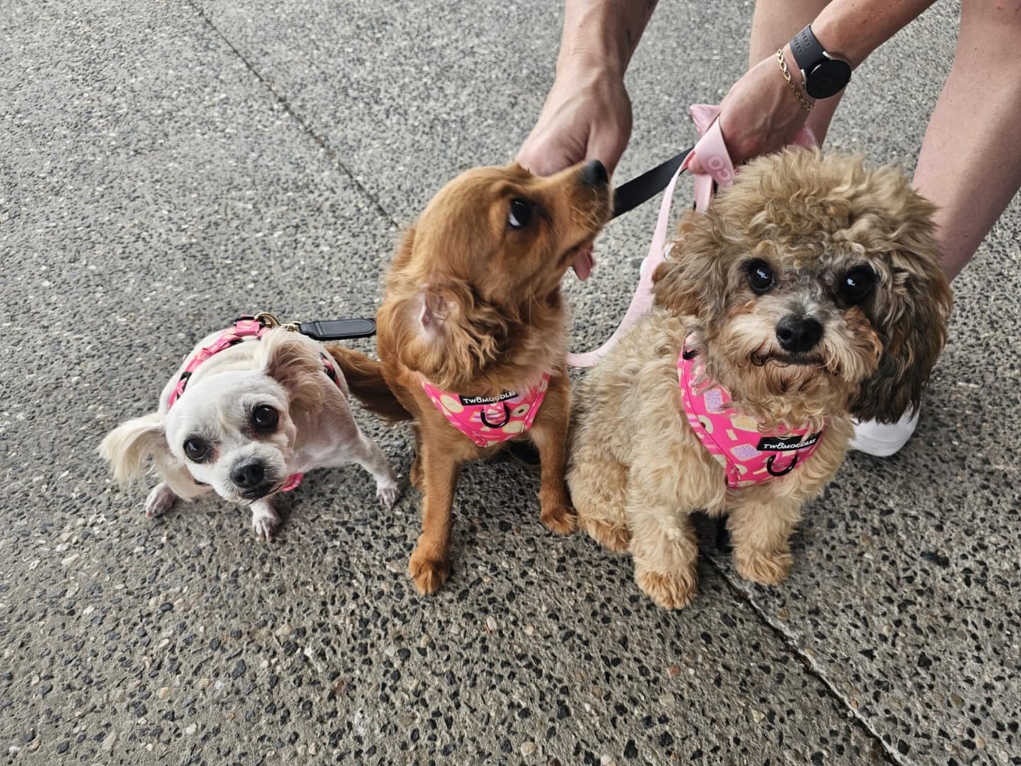 Customer photo review of HARNESS ADJUSTABLE- ARMUTTS BISCUITS