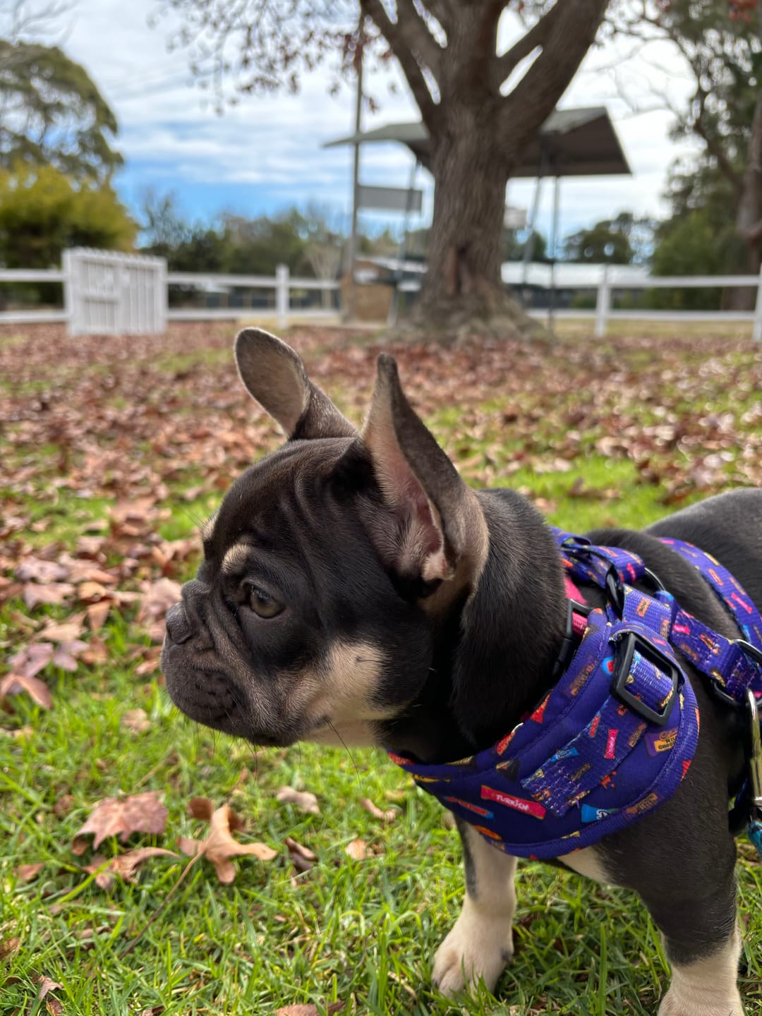 Customer photo review of HARNESS ADJUSTABLE - FAVEMUTTS