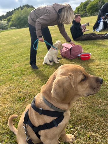 Kundeanmeldelse med foto af FeelFree Dog Walker Zip Jacket | Sort | Musli