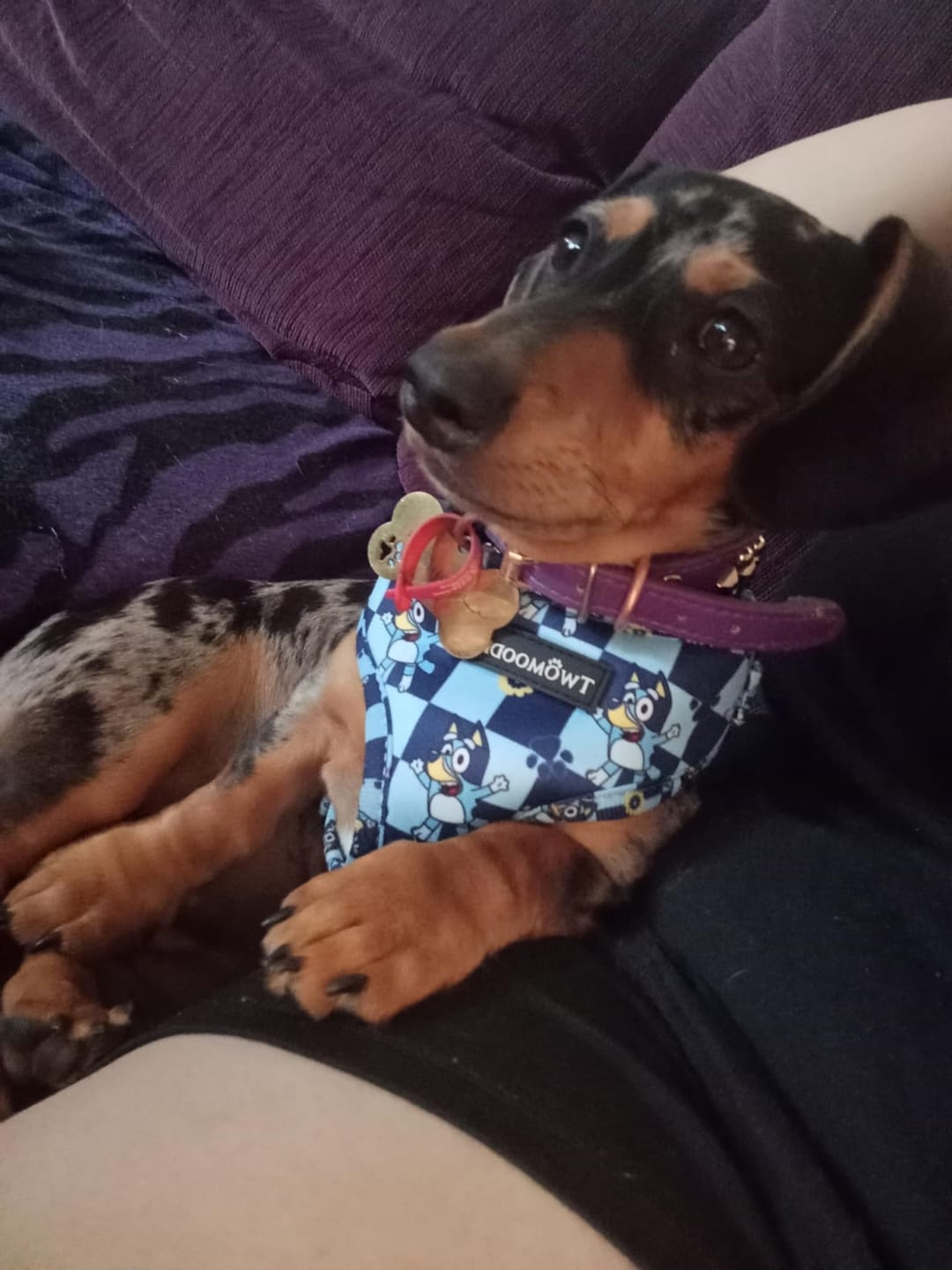 Customer photo review of HARNESS ADJUSTABLE - TRUE BLUEY