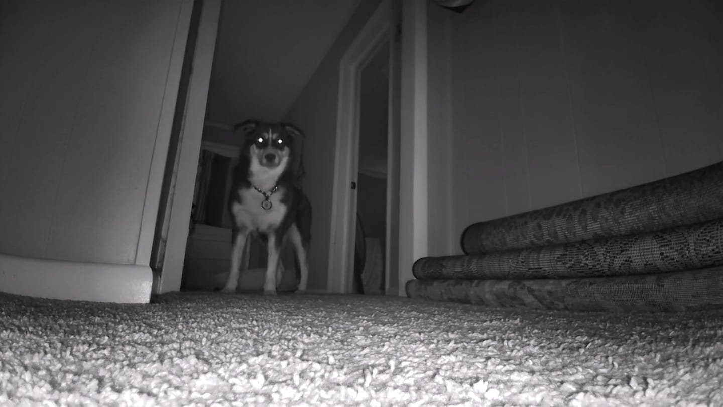 Customer photo review of Blinky Bot™ PRO