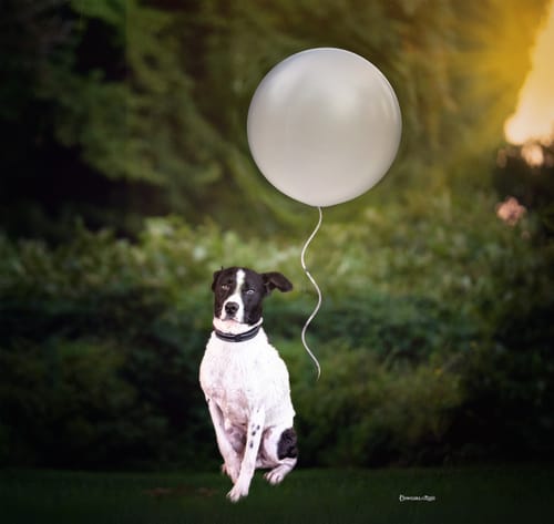 Customer photo review of Fur Babies Photoshop Actions