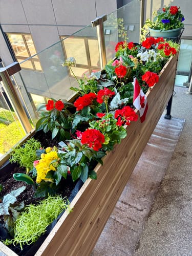 Customer photo review of 18" x 72" Raised Garden Bed - 30" TALL