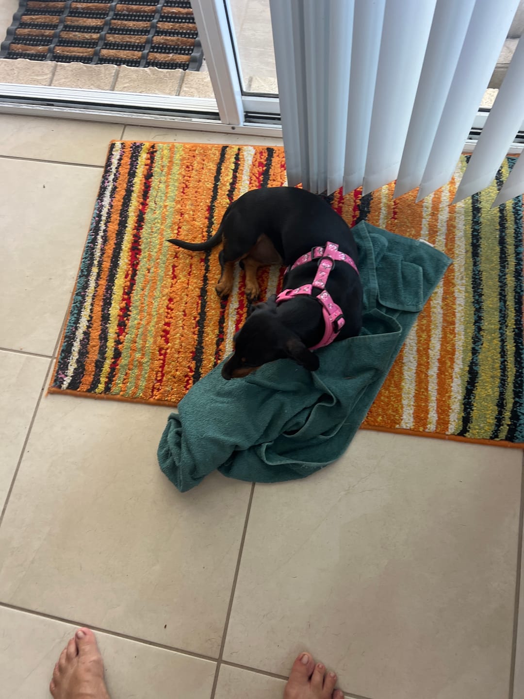 Customer photo review of HARNESS ADJUSTABLE- ARMUTTS BISCUITS