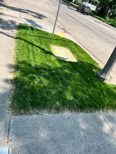 Customer photo review of GCI Turf Cool Blue Grass Seed