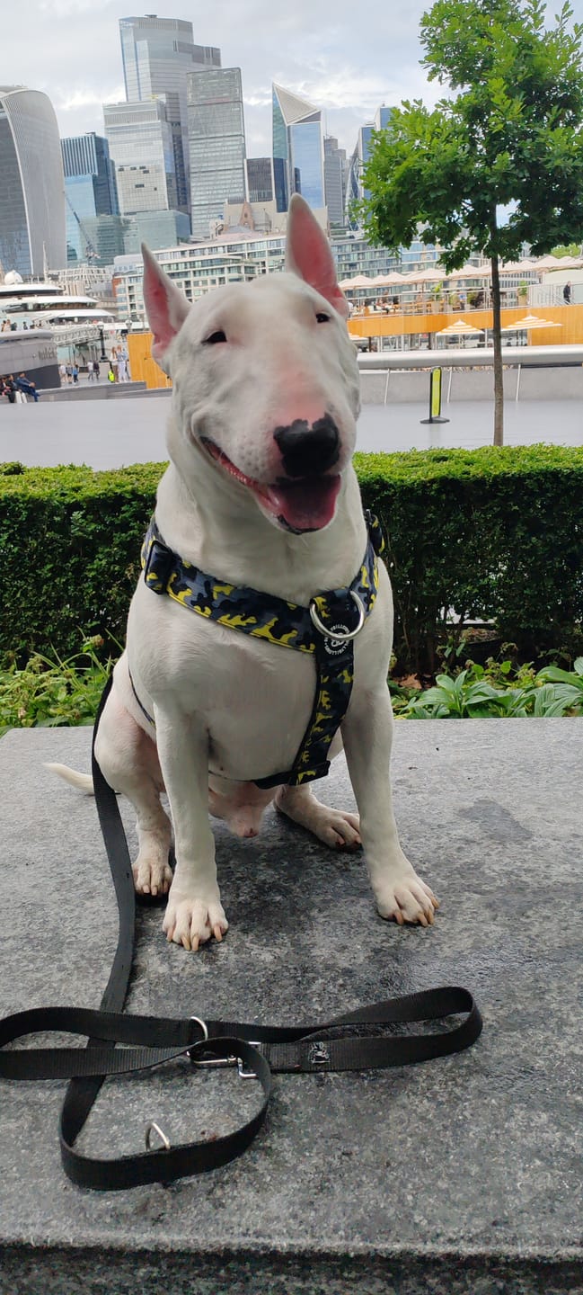 Customer photo review of Training Anti Pull TRI-Harness® | M-XL Breeds - Lightning