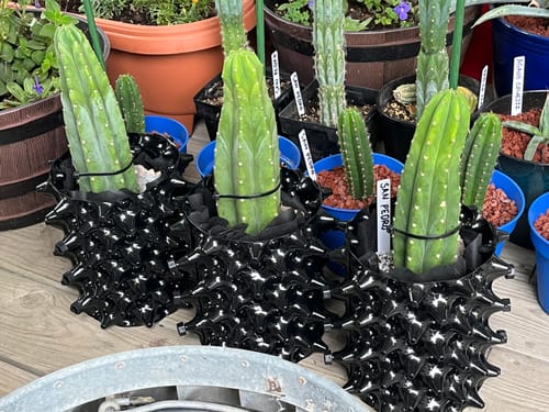Customer photo review of Imperfect Trichocereus Pachanoi Cuttings | Imperfect San Pedro Cactus Cuttings