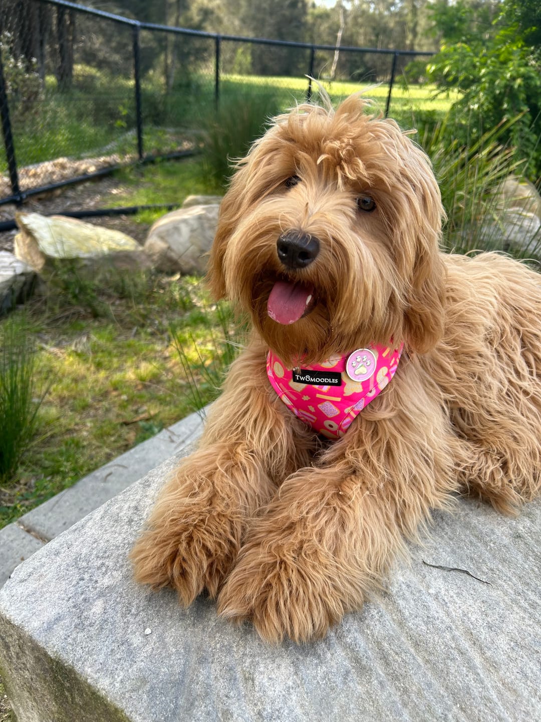 Customer photo review of HARNESS ADJUSTABLE- ARMUTTS BISCUITS