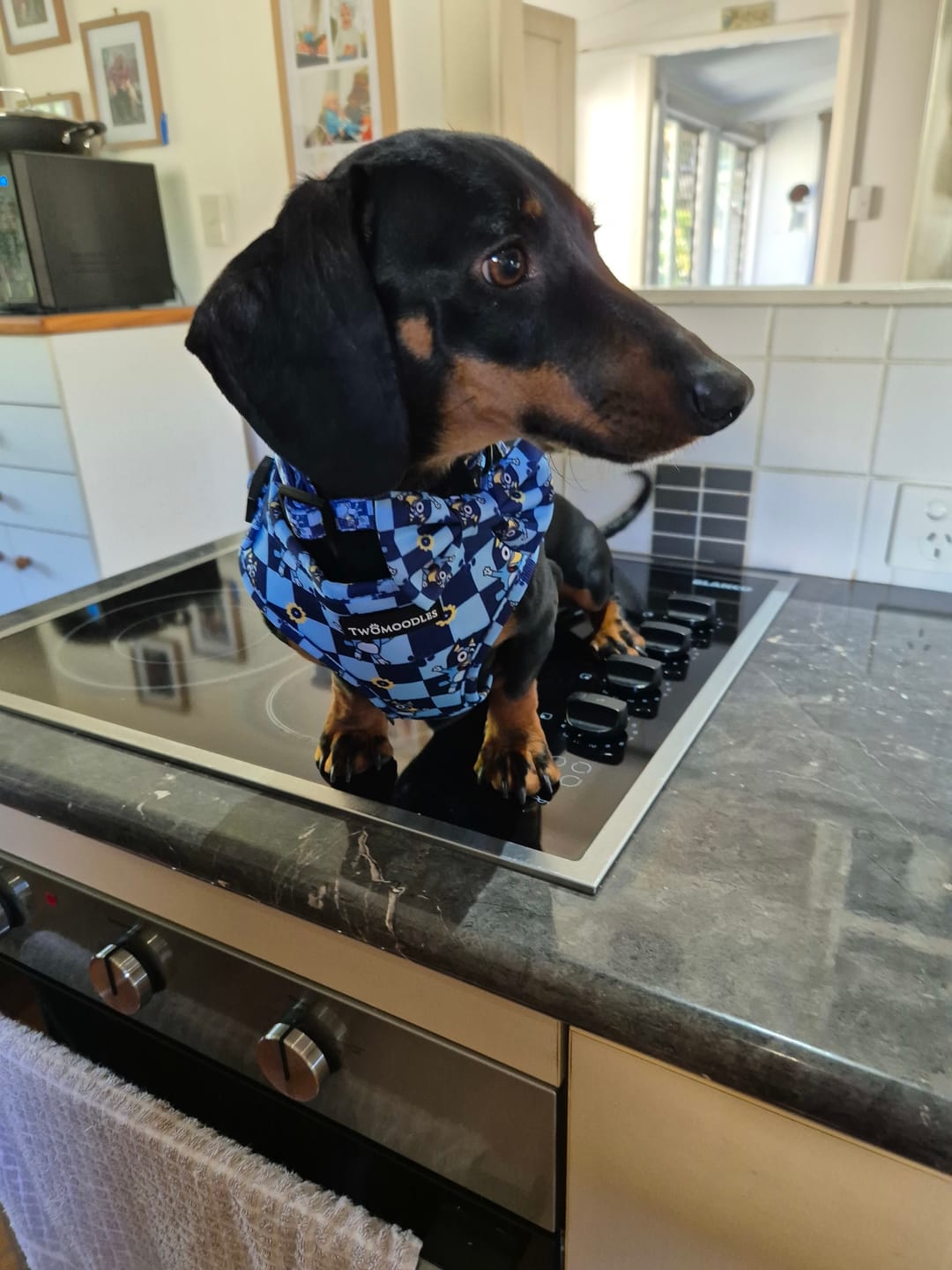 Customer photo review of HARNESS ADJUSTABLE - TRUE BLUEY