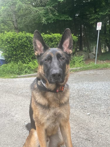 Customer photo review of 2" Tactik Dog Collar - Black