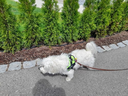 Customer photo review of Puppery™ Personalisiertes Anti-Zug Hundegeschirr