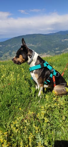 Valentina S. review of Training Anti Pull TRI-Harness® | M-XL Breeds - Turquoise image 1 out of 1