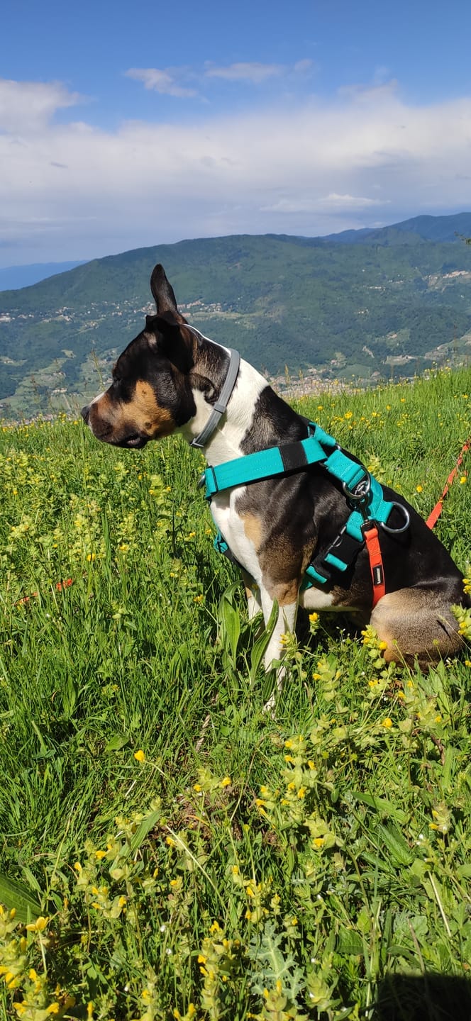Customer photo review of Training Anti Pull TRI-Harness® | M-XL Breeds - Turquoise