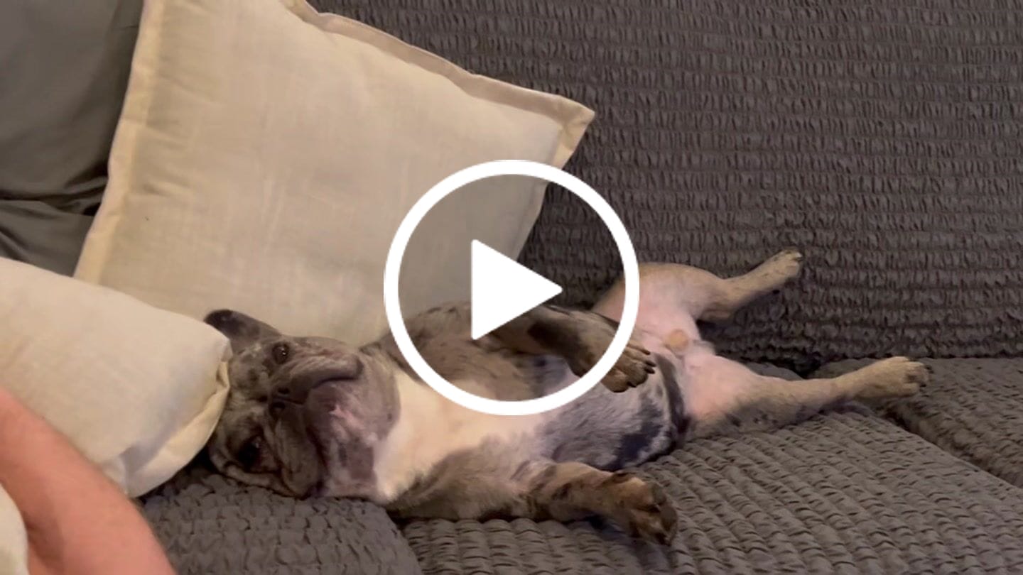 Customer video review of CBDrool's Beef Jerky Dog Treats (200mg)