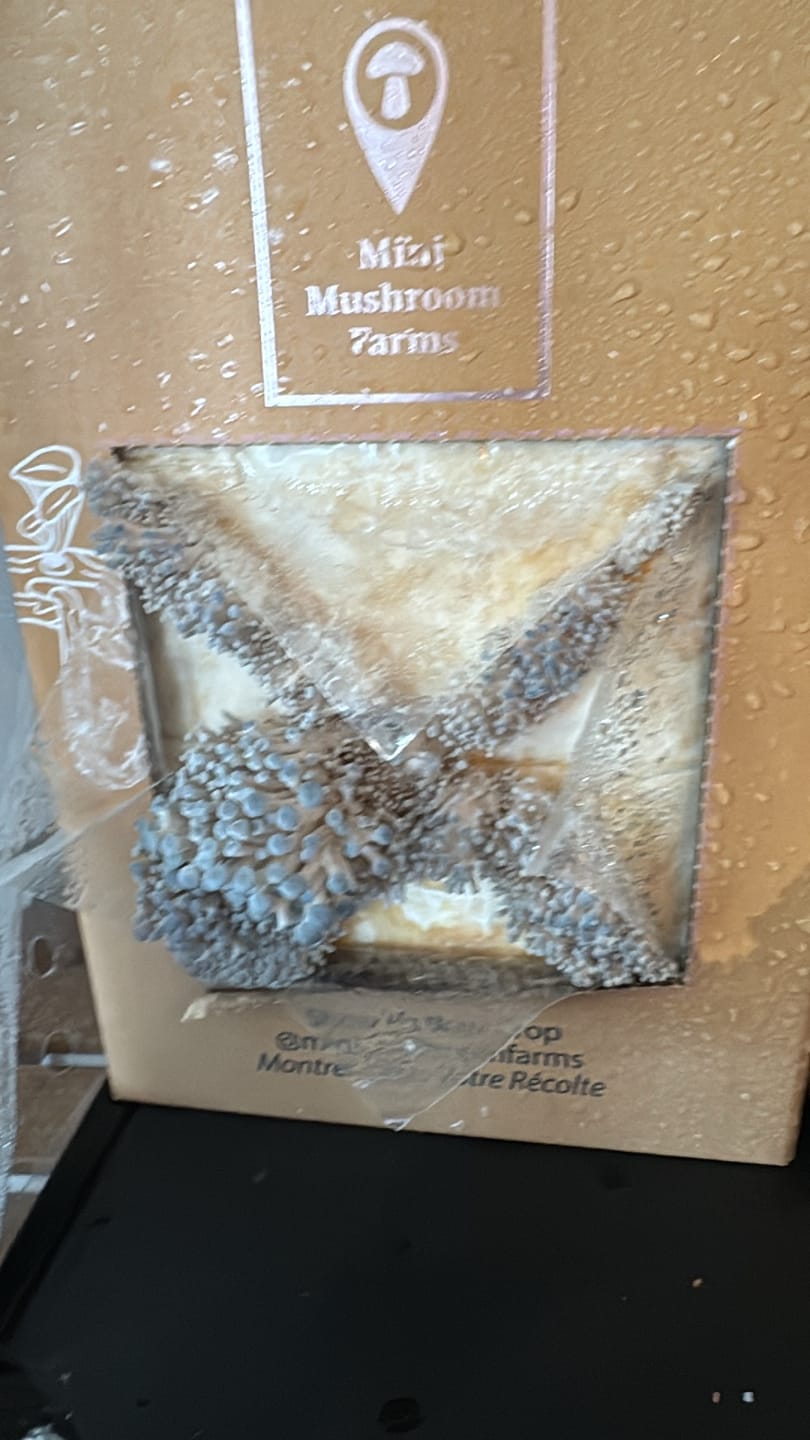 Customer photo review of Essentials Bundle Gift Set + Grow Kit