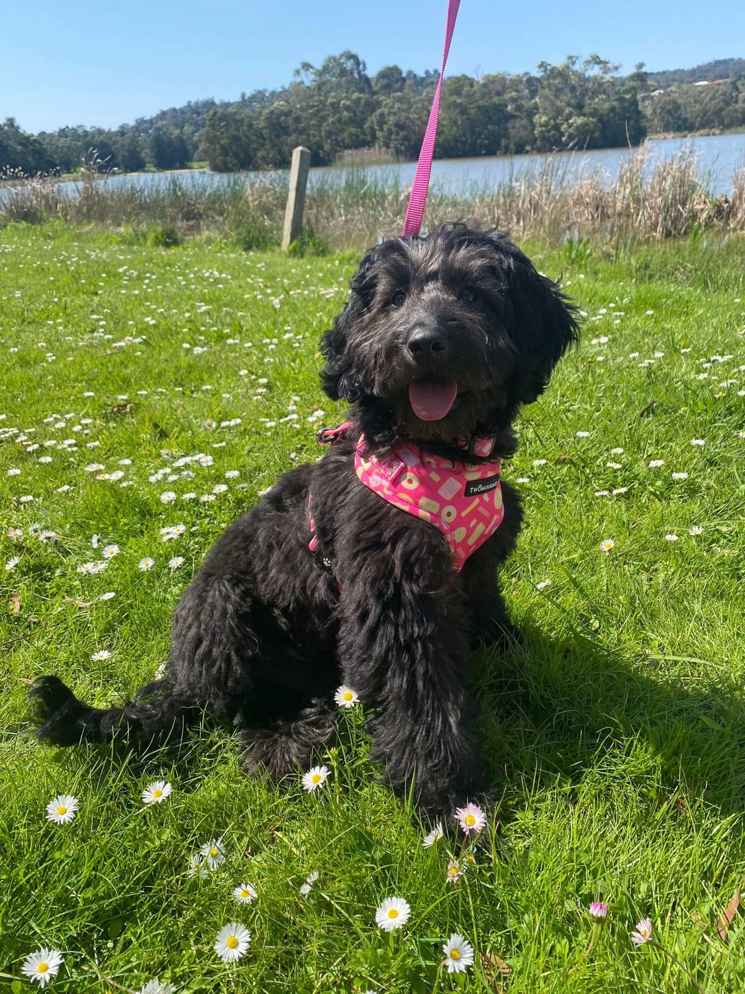 Customer photo review of HARNESS ADJUSTABLE- ARMUTTS BISCUITS