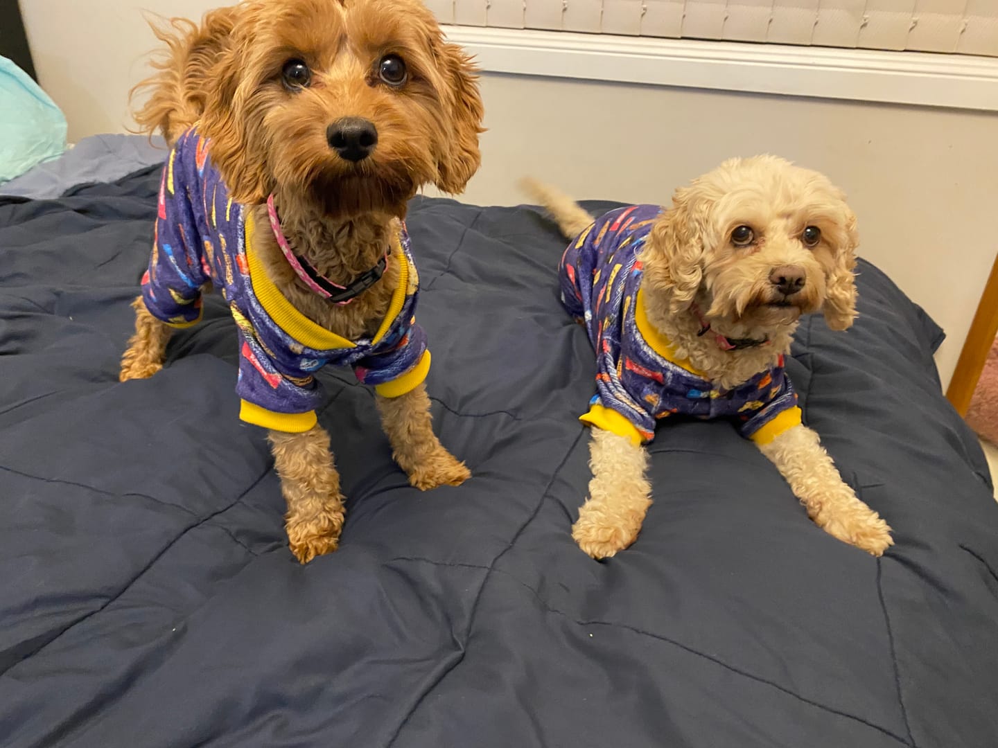 Customer photo review of HARNESS ADJUSTABLE- ARMUTTS BISCUITS