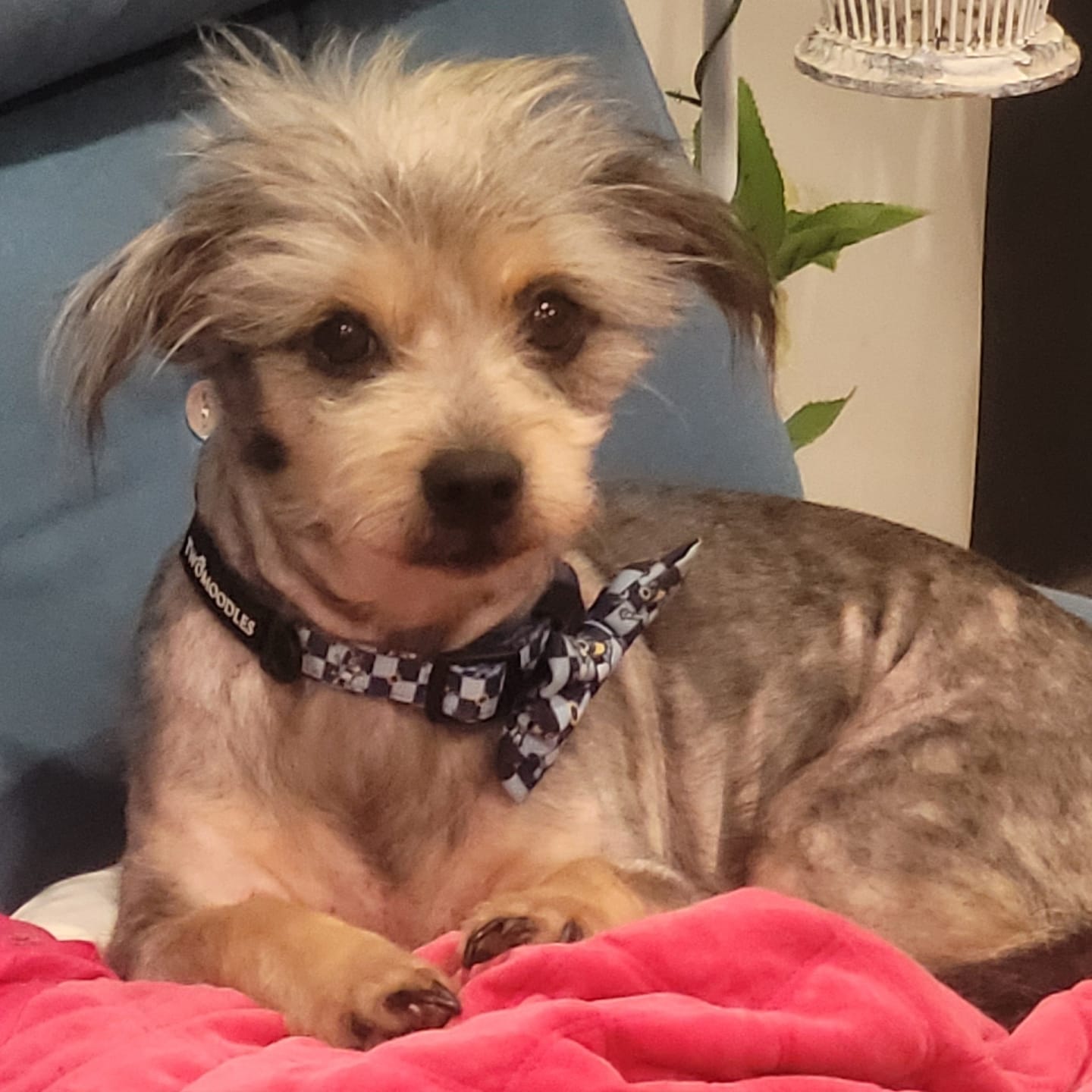 Customer photo review of HARNESS ADJUSTABLE - TRUE BLUEY