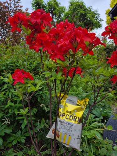 Customer photo review of Bio Popcorn Süß-Salzig
