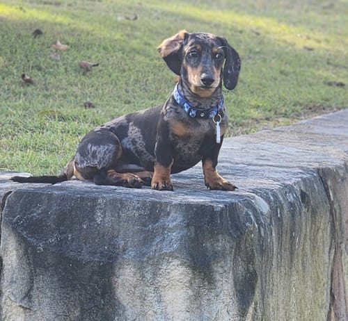 Customer photo review of COLLAR - TRUE BLUEY