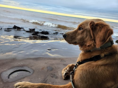 Customer photo review of Sage Leash - Recycled Ripstop