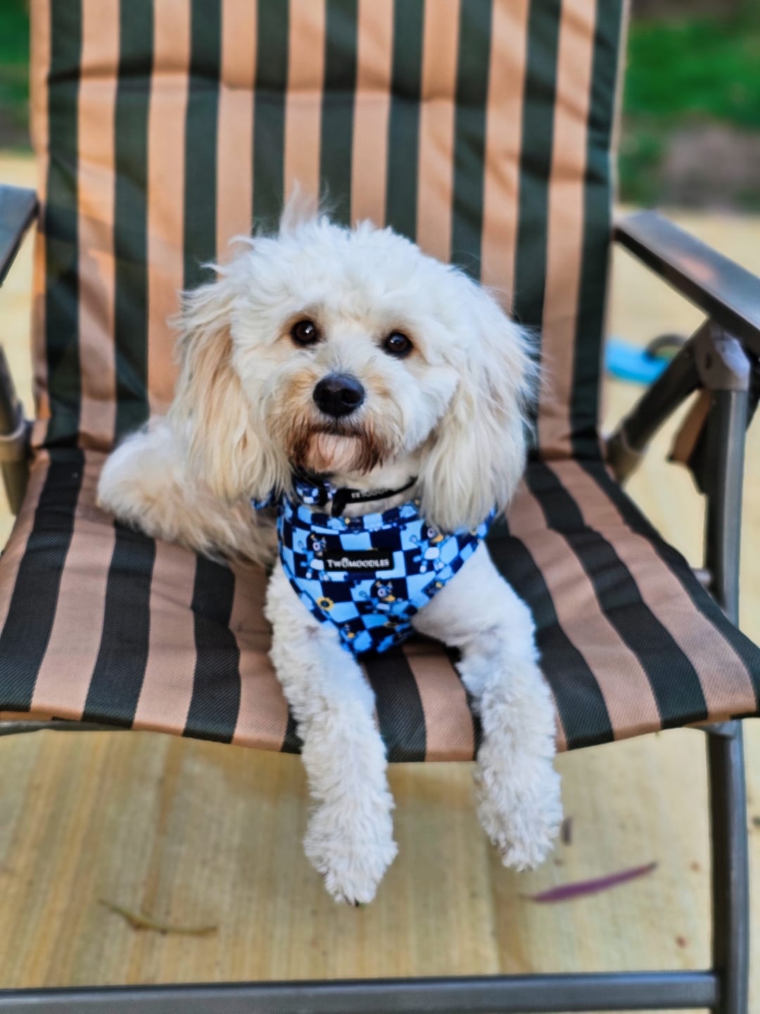 Customer photo review of HARNESS ADJUSTABLE - TRUE BLUEY