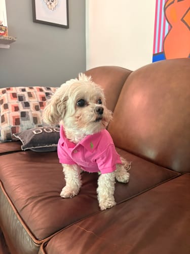 Customer photo review of Polo Ralph Lauren Cotton-Mesh Dog Polo Shirt