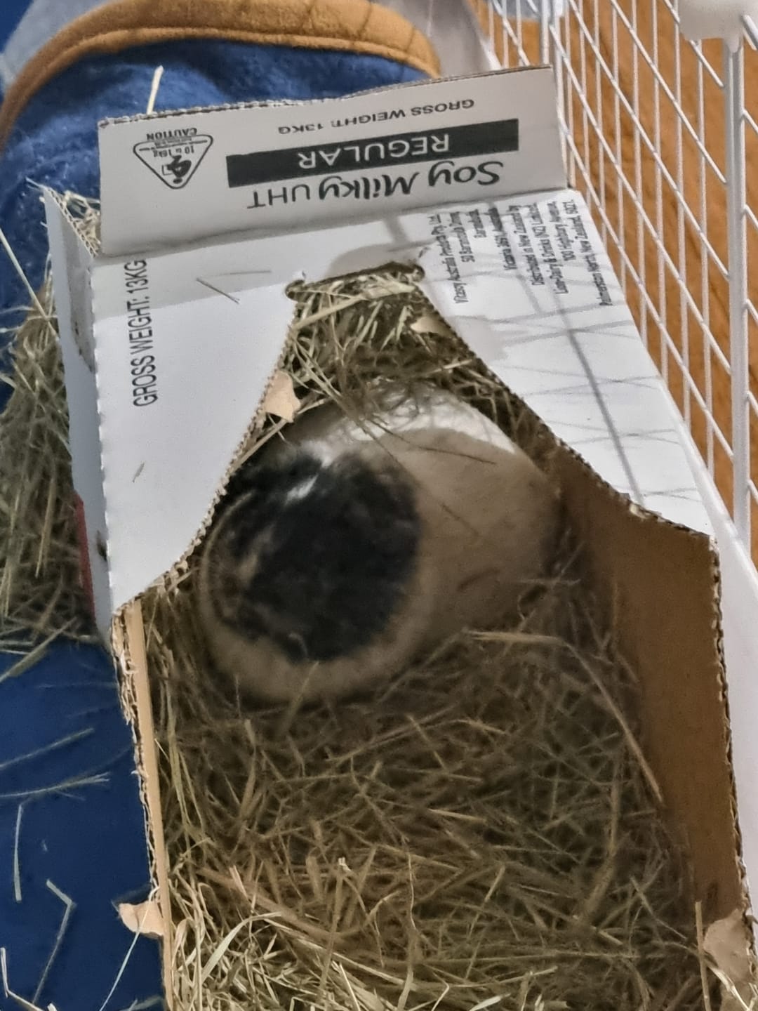 Customer photo review of Guinea Pigs Australia Grass Hay for Guinea Pigs
