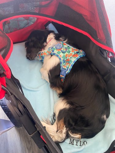 Customer photo review of Tough Trails™ Harness -  Fruit Punch