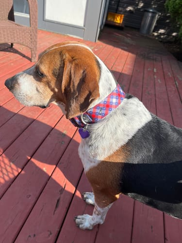 Customer photo review of America Buckle Collar