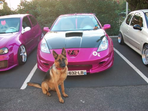 Customer photo review of Collier Anti Aboiement PuppySafe