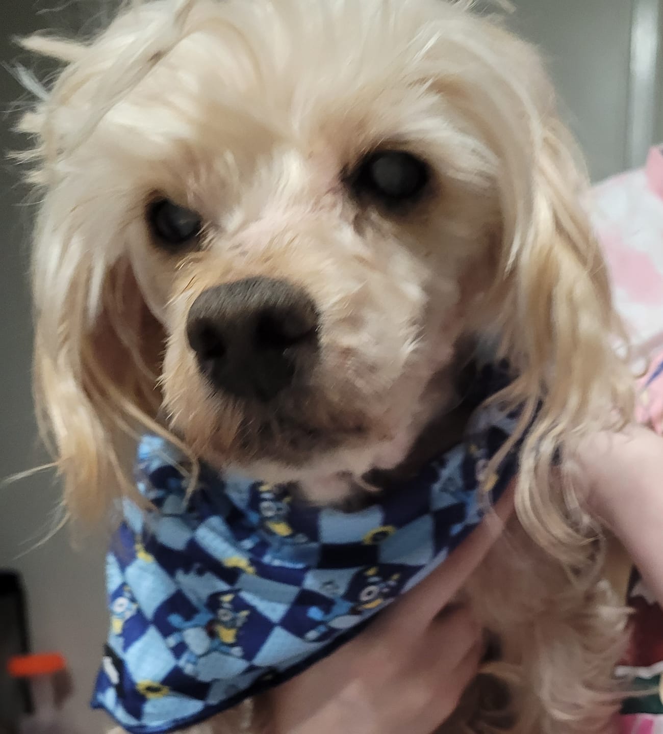 Customer photo review of BANDANA - TRUE BLUEY