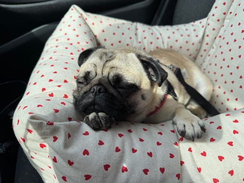 Customer photo review of Seggiolino Auto Little Love Heart