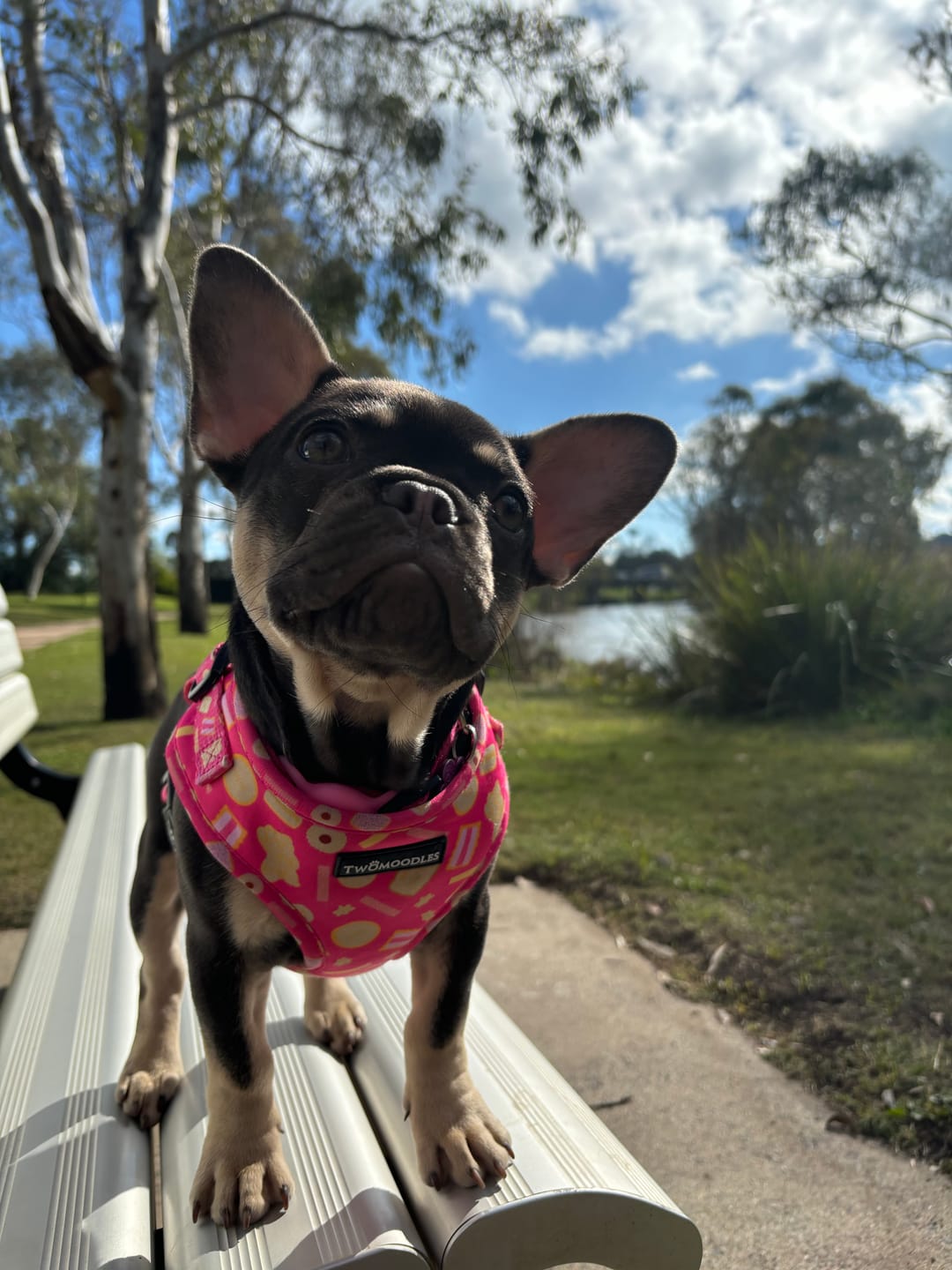 Customer photo review of HARNESS ADJUSTABLE- ARMUTTS BISCUITS