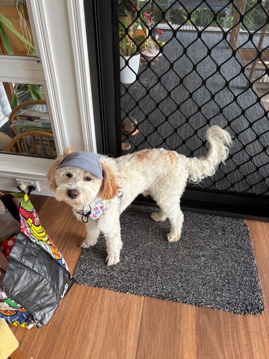 Customer photo review of HARNESS ADJUSTABLE - BEACH BLUEY