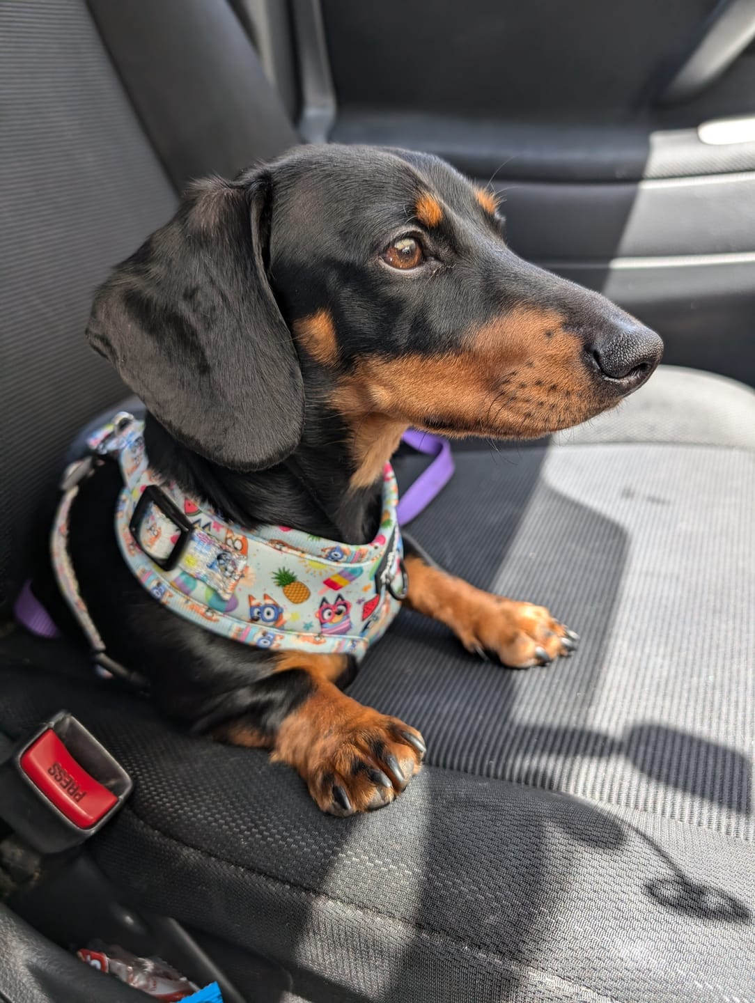 Customer photo review of HARNESS ADJUSTABLE - BEACH BLUEY