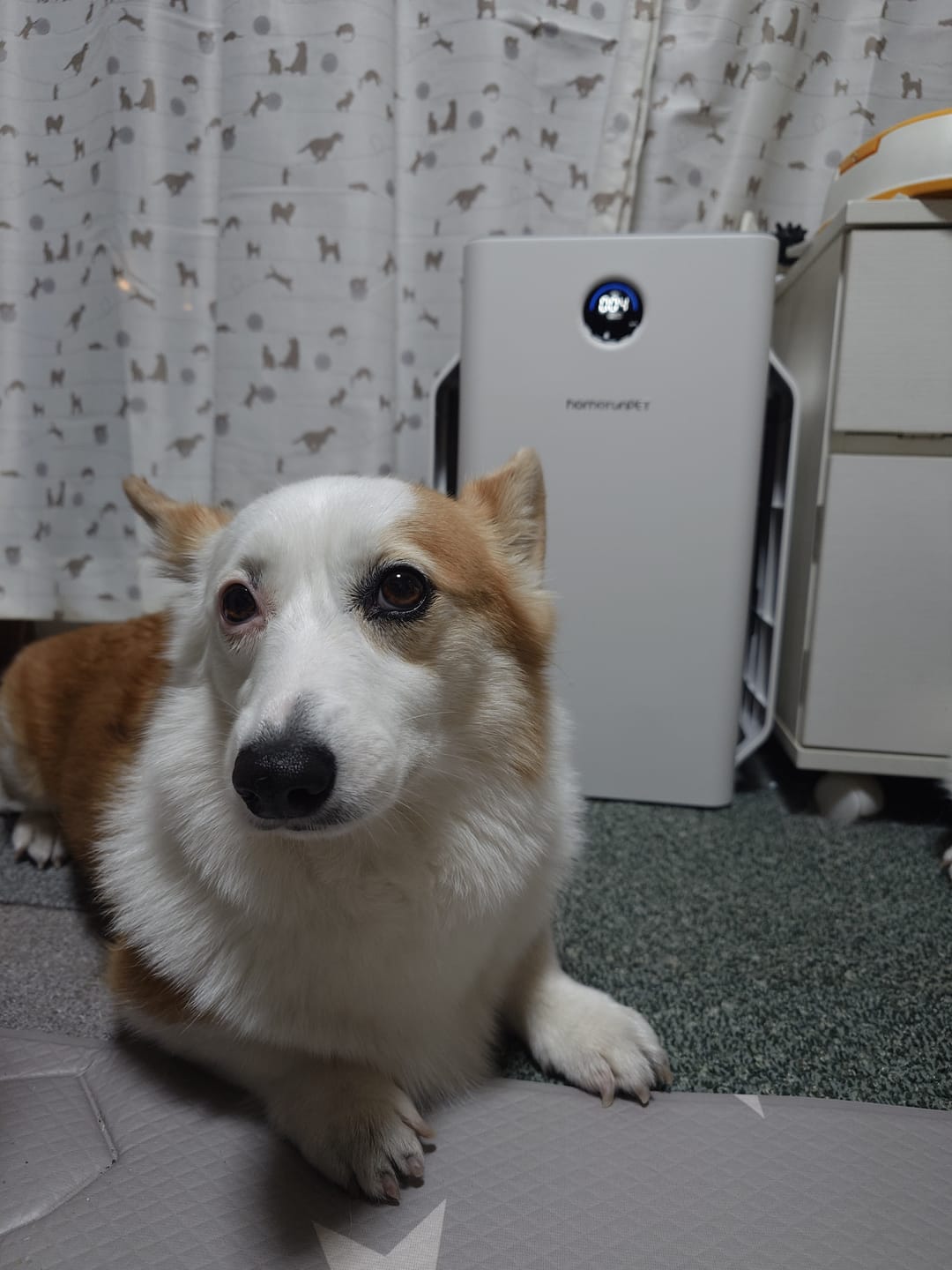 Customer photo review of homerunPET 空気清浄機Airbo（4月下旬発送）