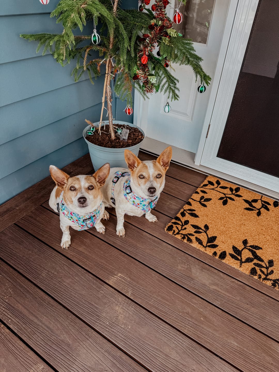 Customer photo review of HARNESS ADJUSTABLE - BEACH BLUEY