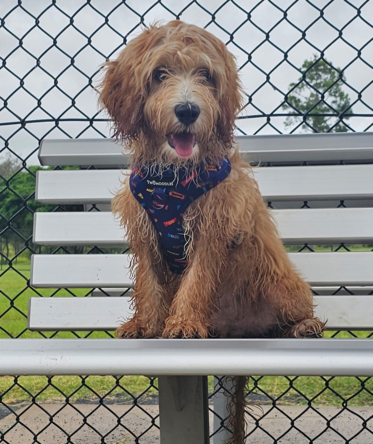 Customer photo review of HARNESS ADJUSTABLE - FAVEMUTTS