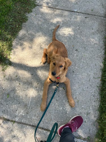 Customer photo review of Cedar - Classic Biothane Dog Leash
