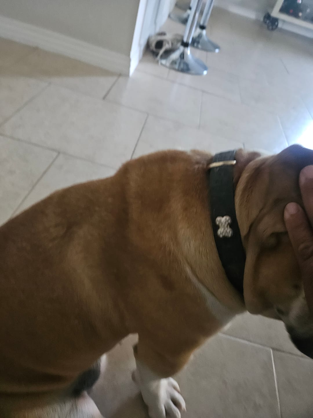 Customer photo review of Boneflex+ Collars Gold