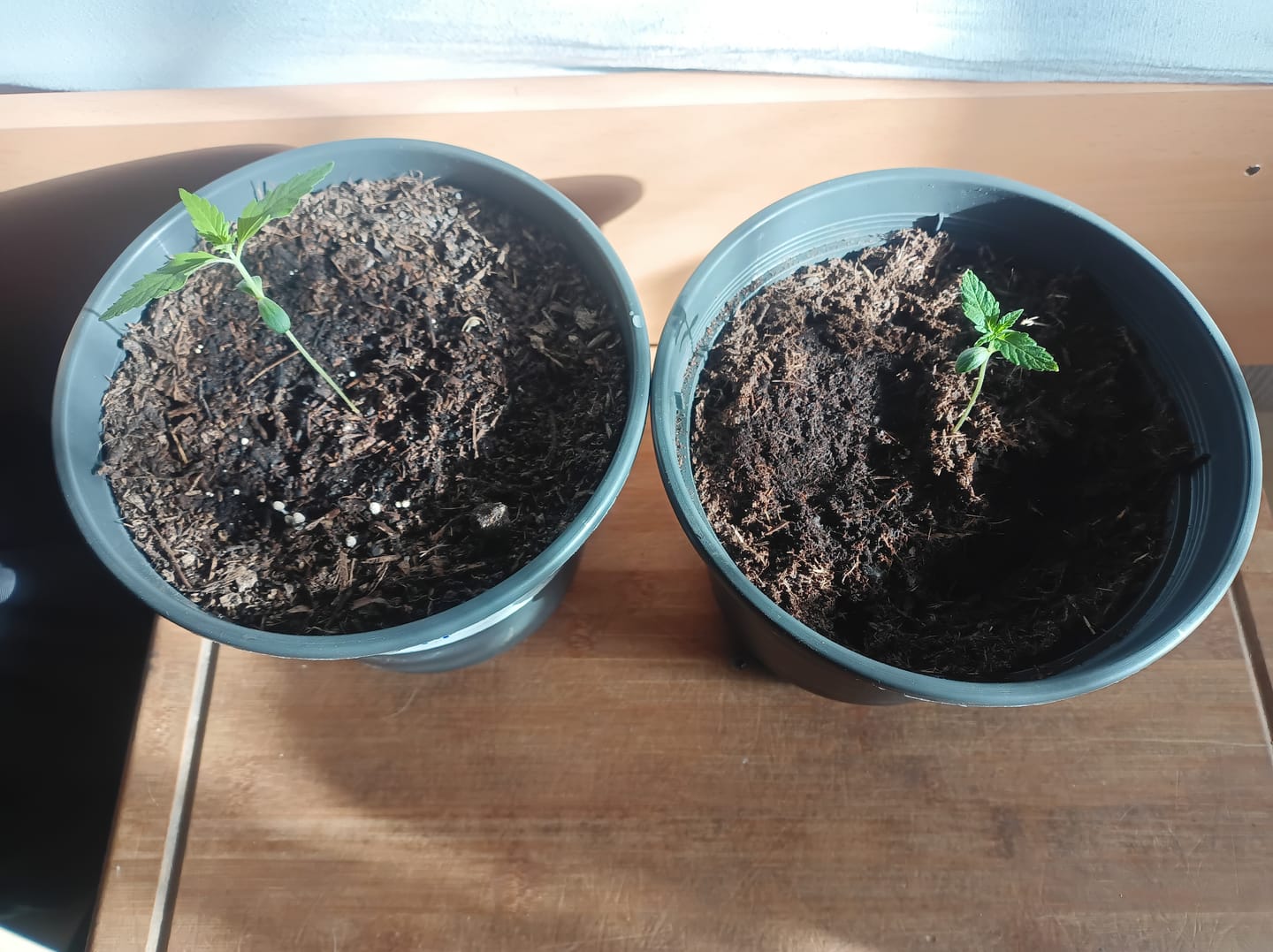 Customer photo review of Jack Herer Automatic Cali Strain Cannabis Samen - Autoflower - F1 Samen