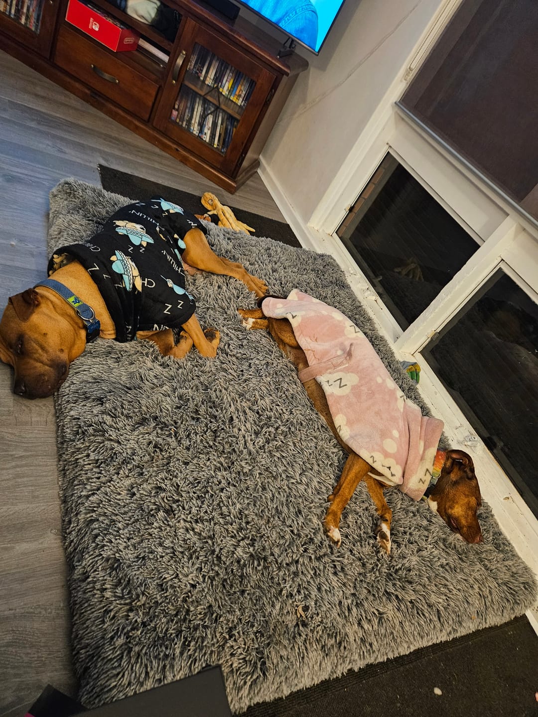 Customer photo review of PaWz Premium SuperMat Calming Bed Memory Foam Dog Mat
