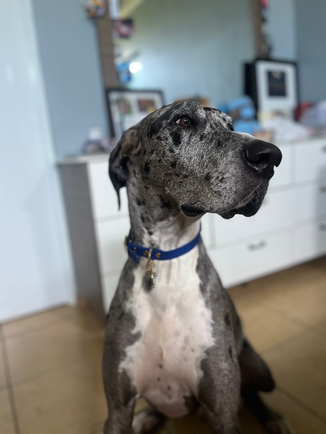 Customer photo review of Waterproof Dog Collar