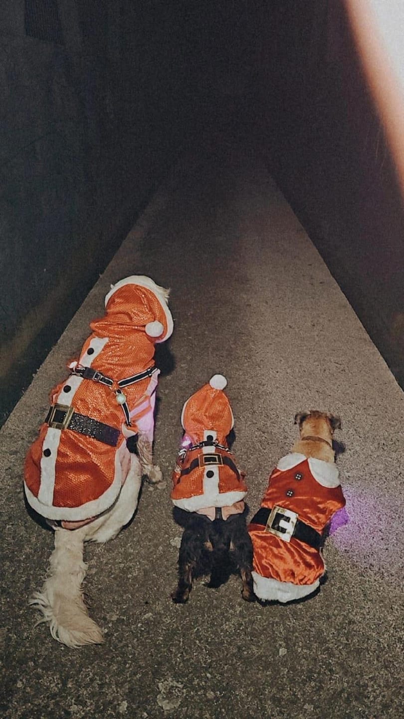 Customer photo review of TrekBright® Dog Safety Light